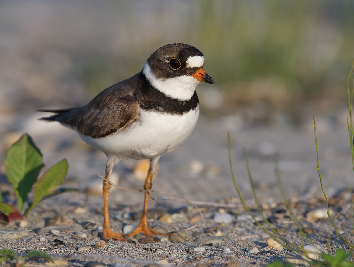 Semipalmated Plover