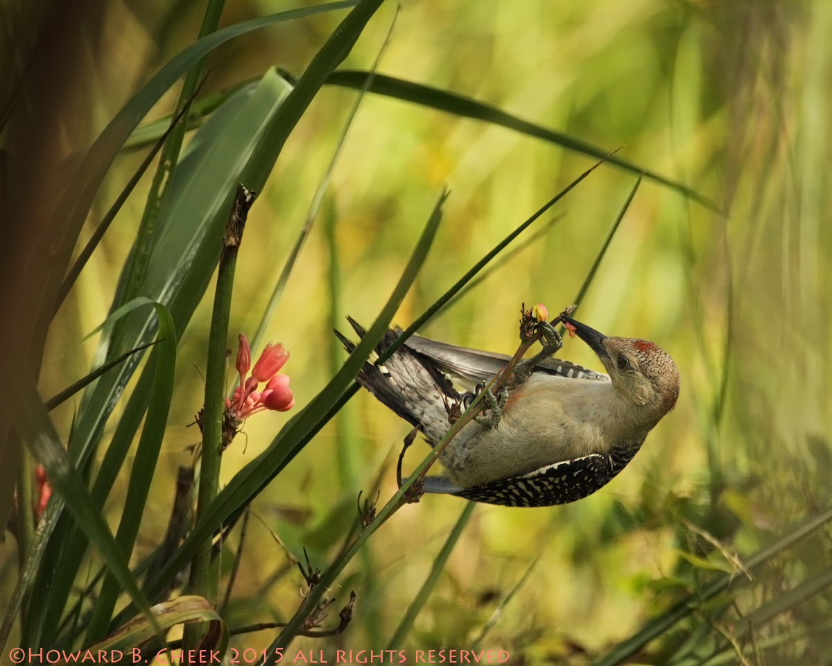 Flowers are Tasty