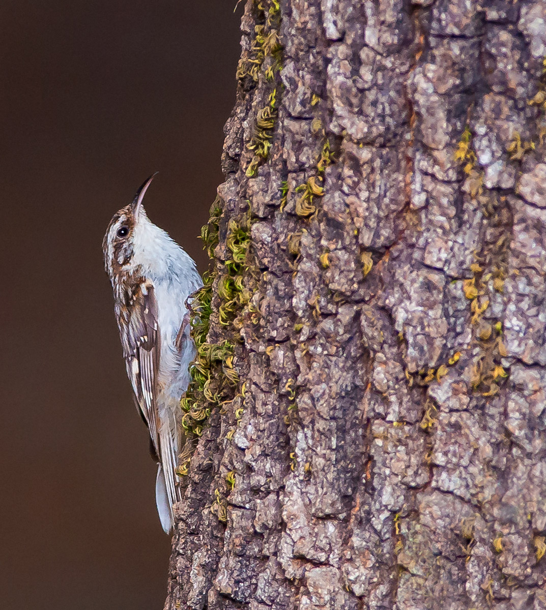Brown Creeper