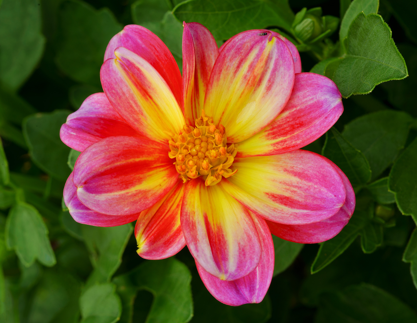 Delightful Dahlia