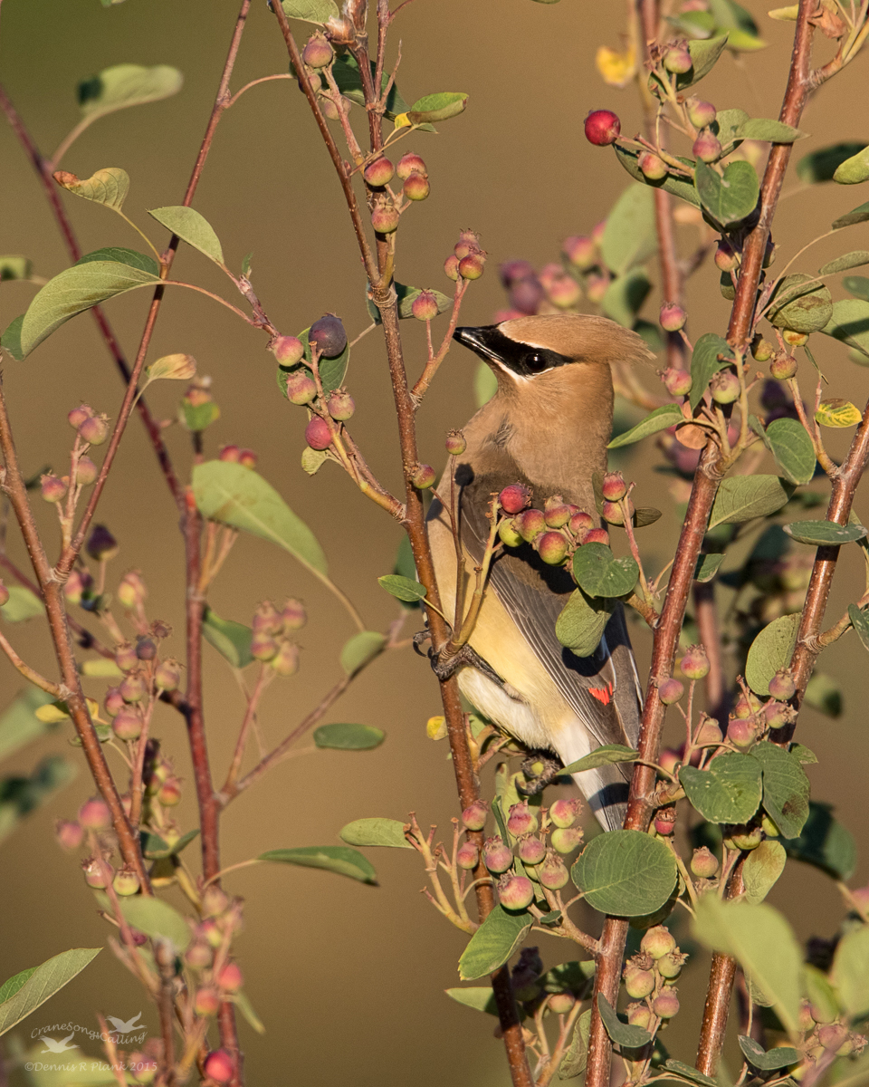 Waxwing in Serviceberry