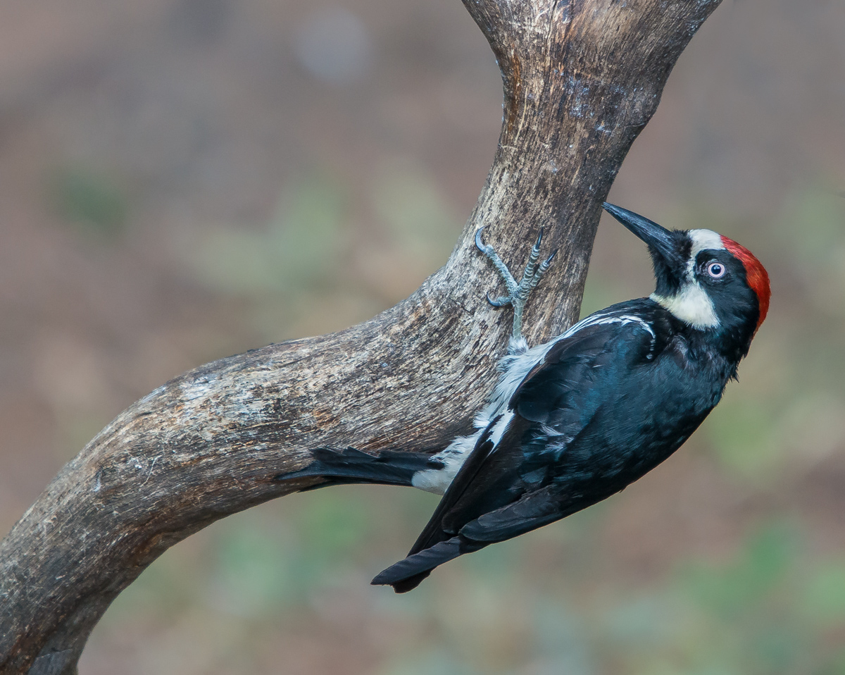 Acorn Woodpecker