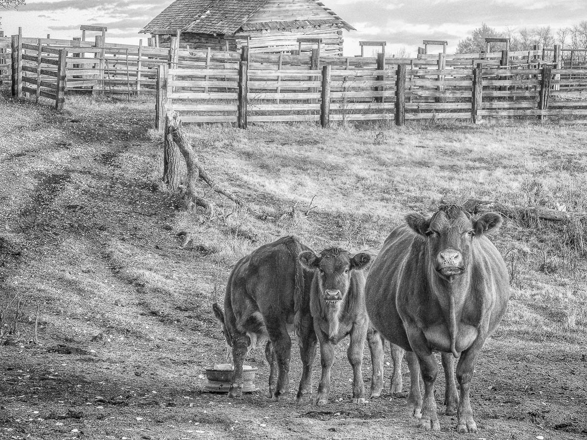 Moo Cows
