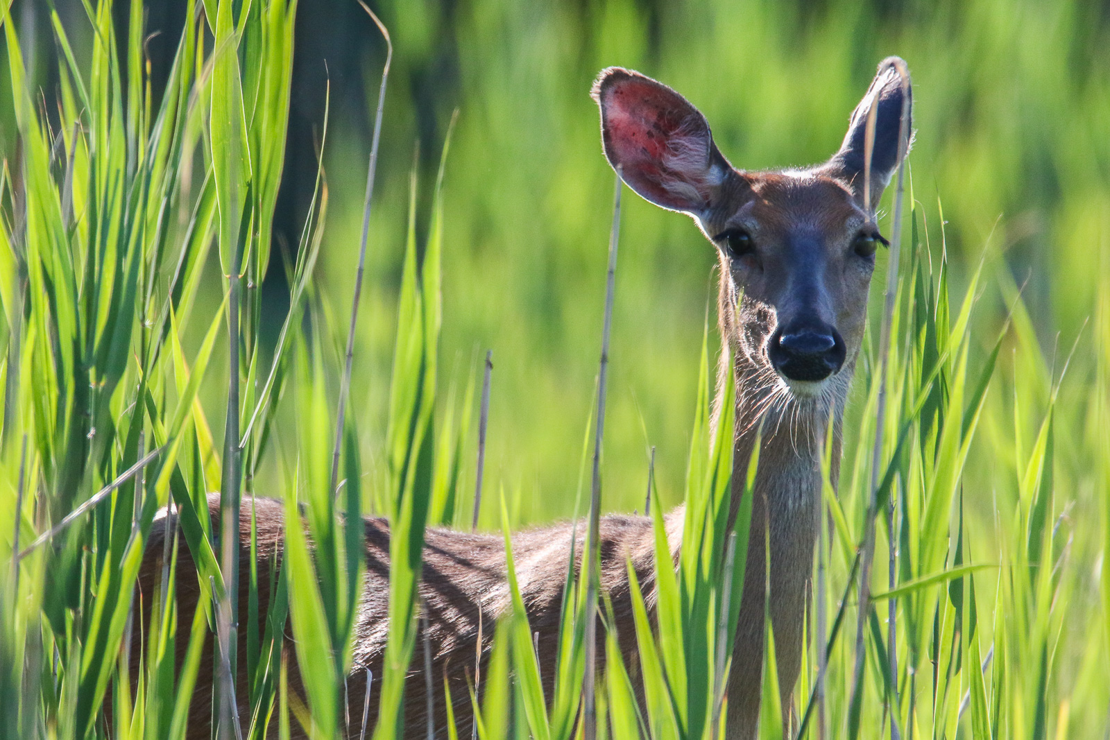 Bambi