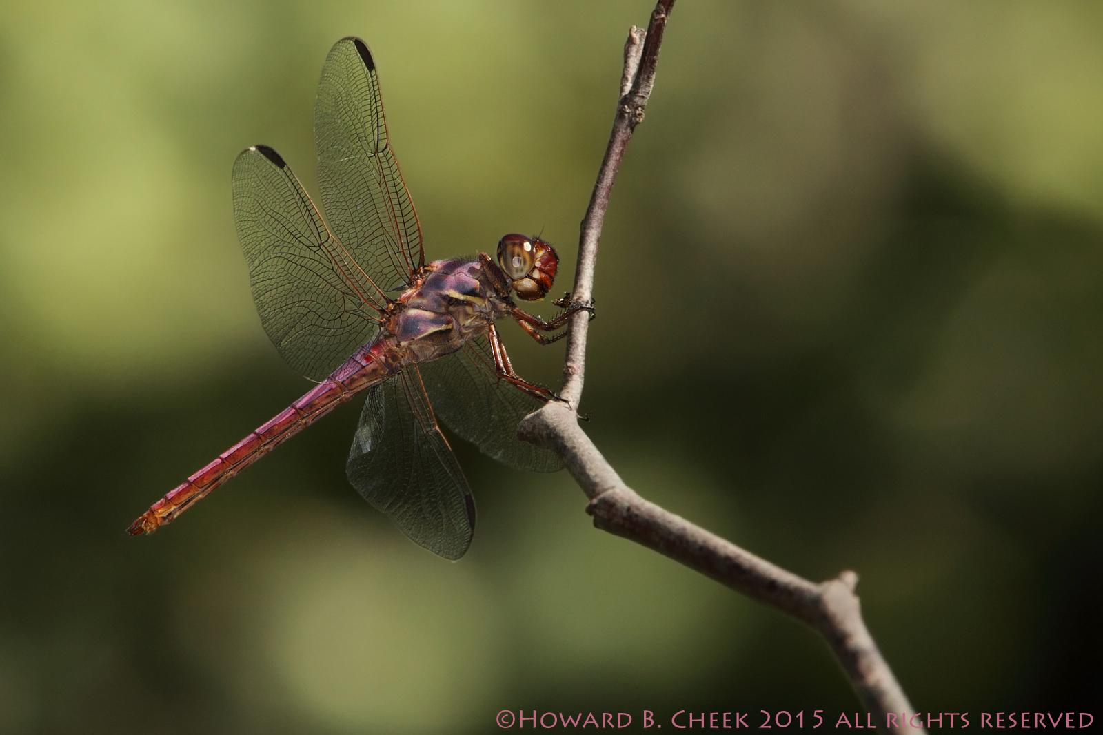 Roseate Skimmer