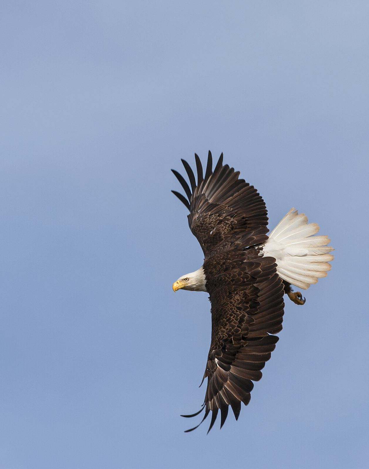 Soaring