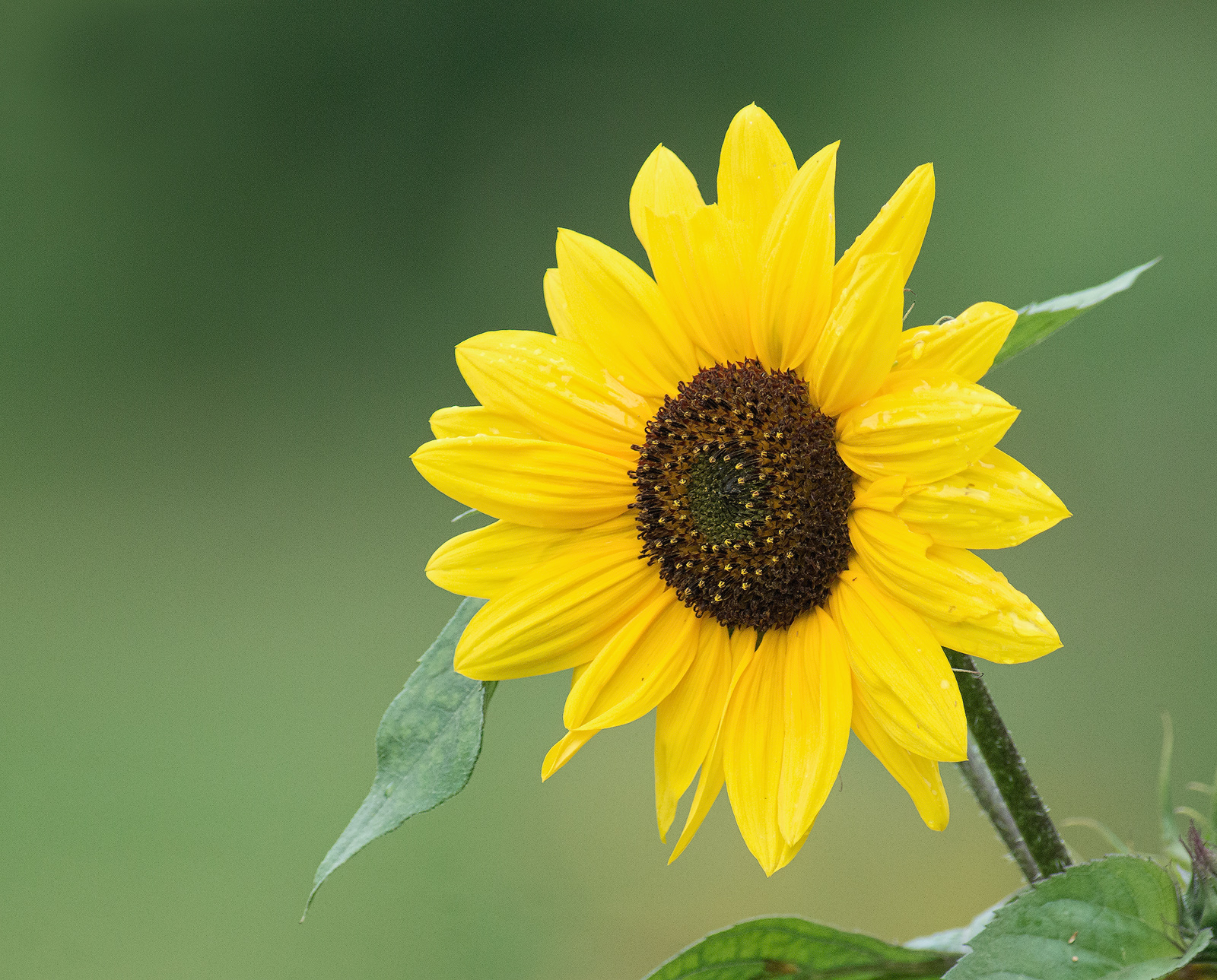 Annual Sunflower