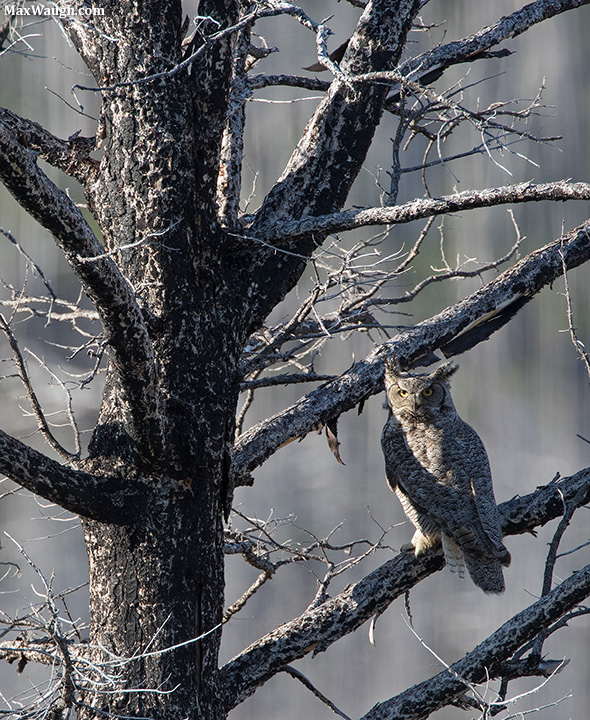 YNP Great Horned Owl