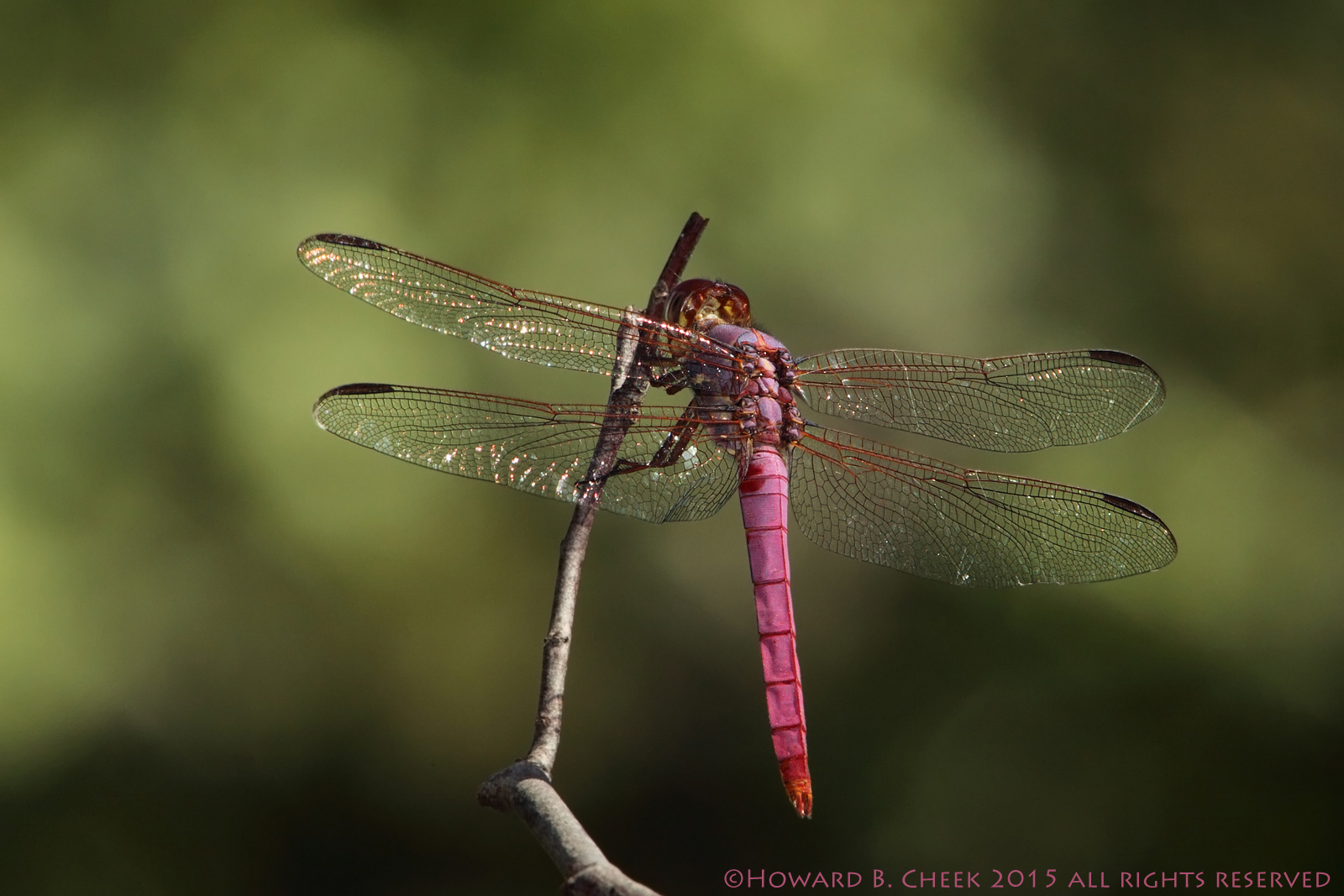 Beautiful Wings
