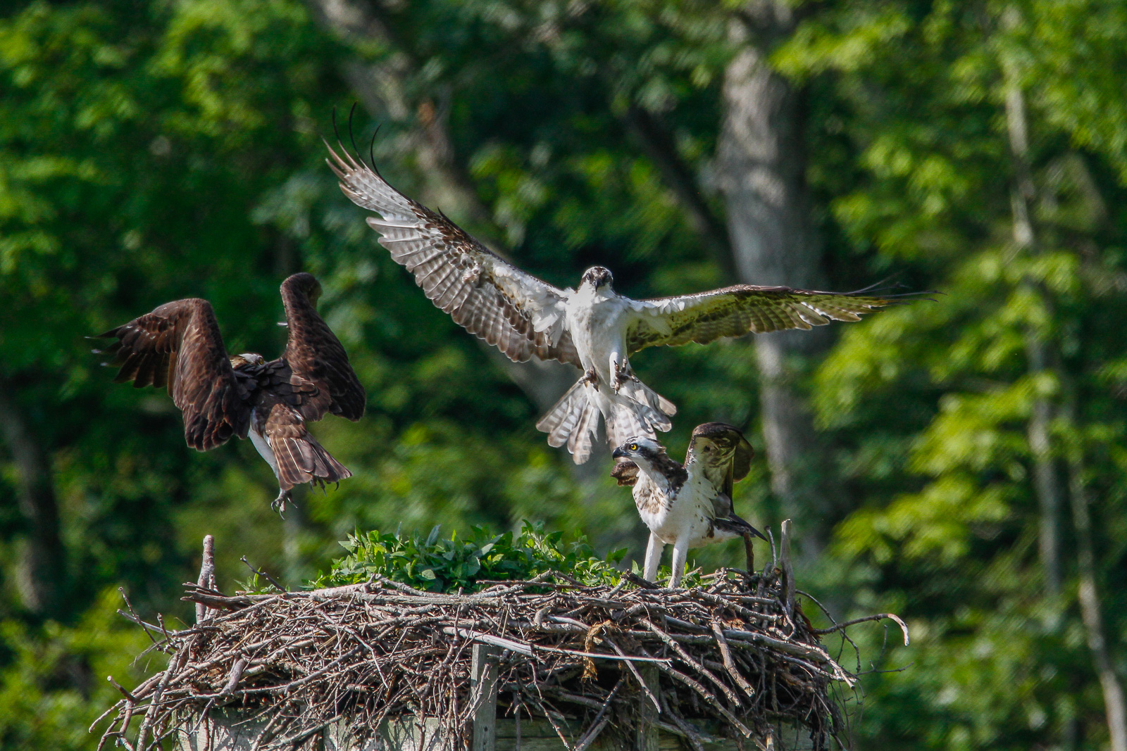 same group of Osprey