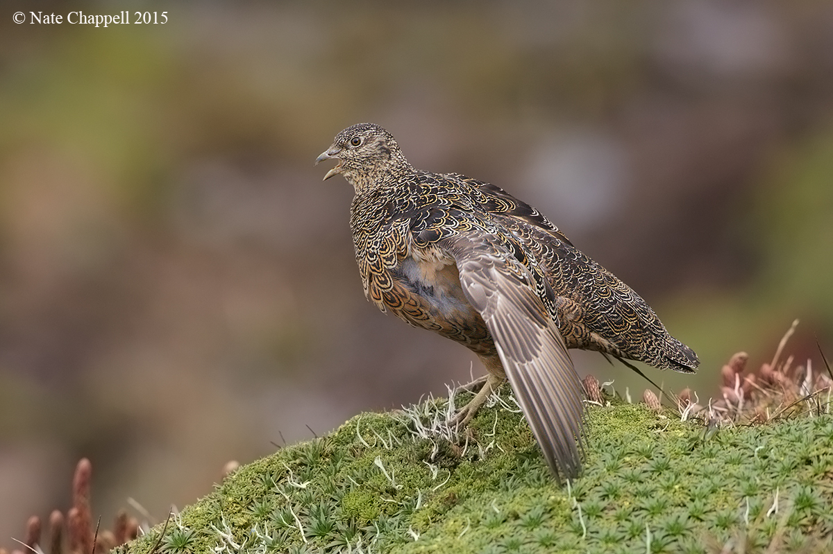 Rufous-bellied Seedsnipe