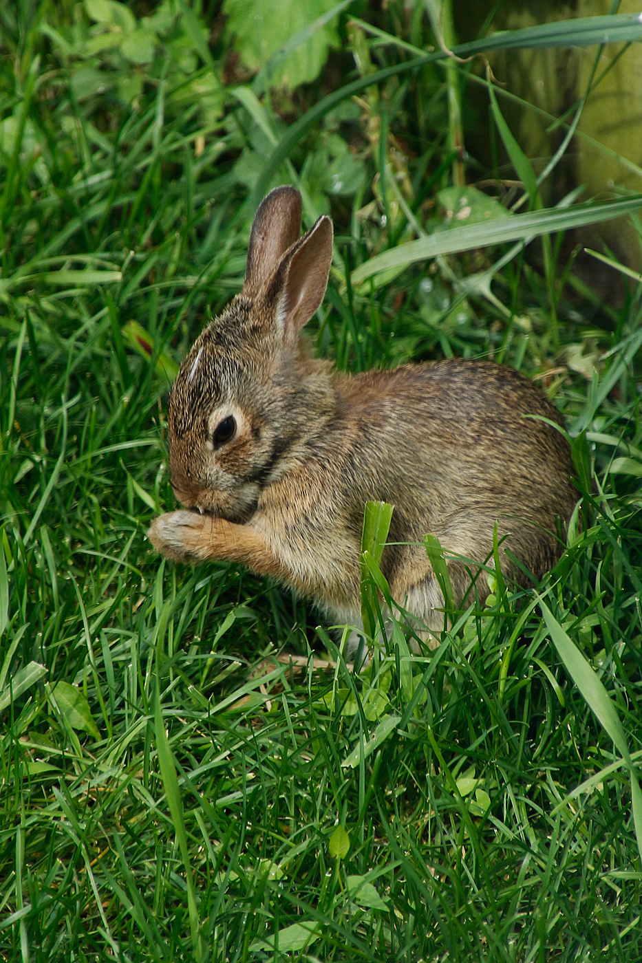 Another bunny