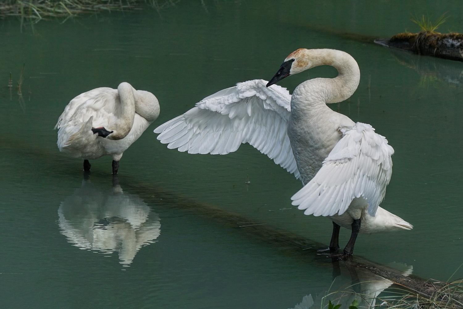 Testing New Wings