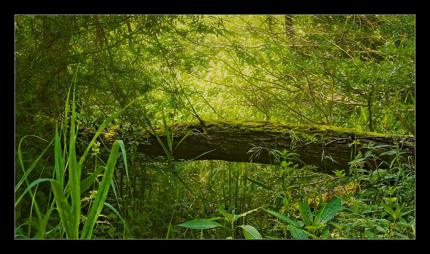 Fallen Tree