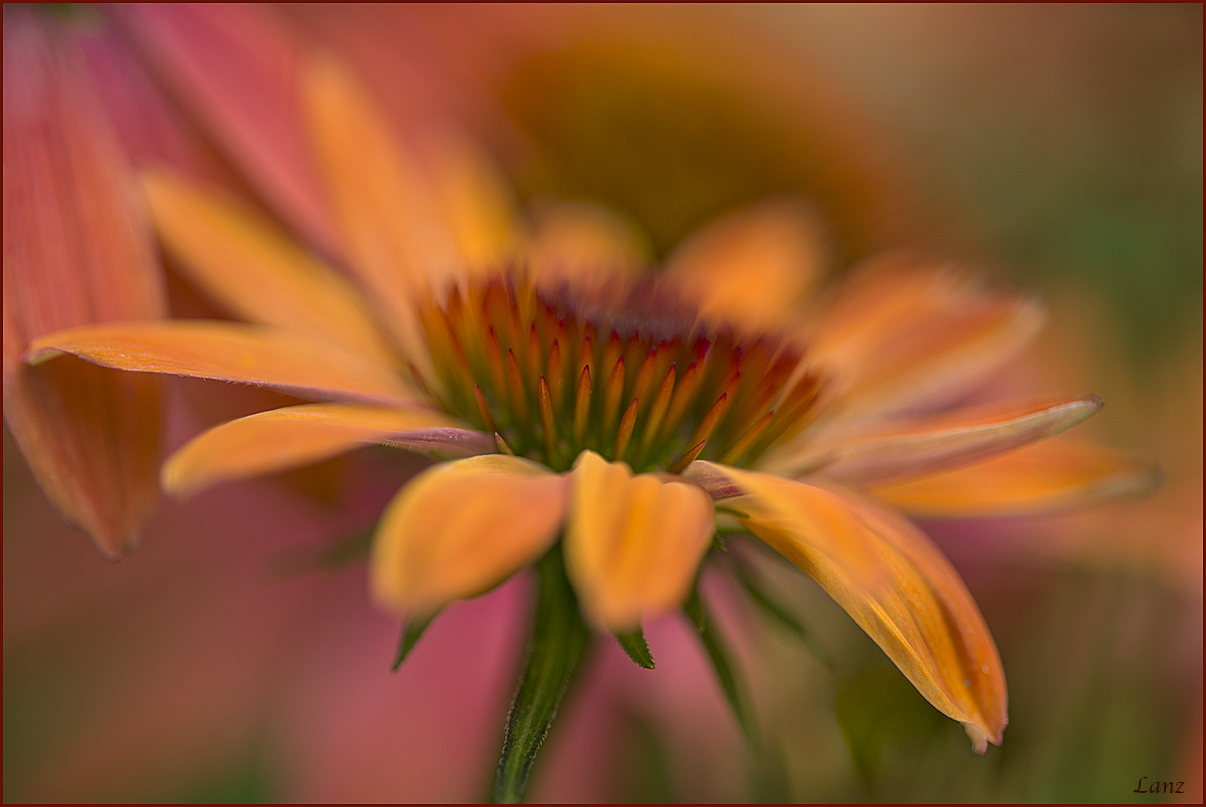 Coneflower Colors