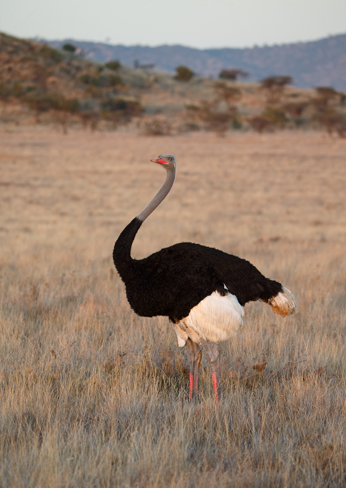 Somali Ostrich