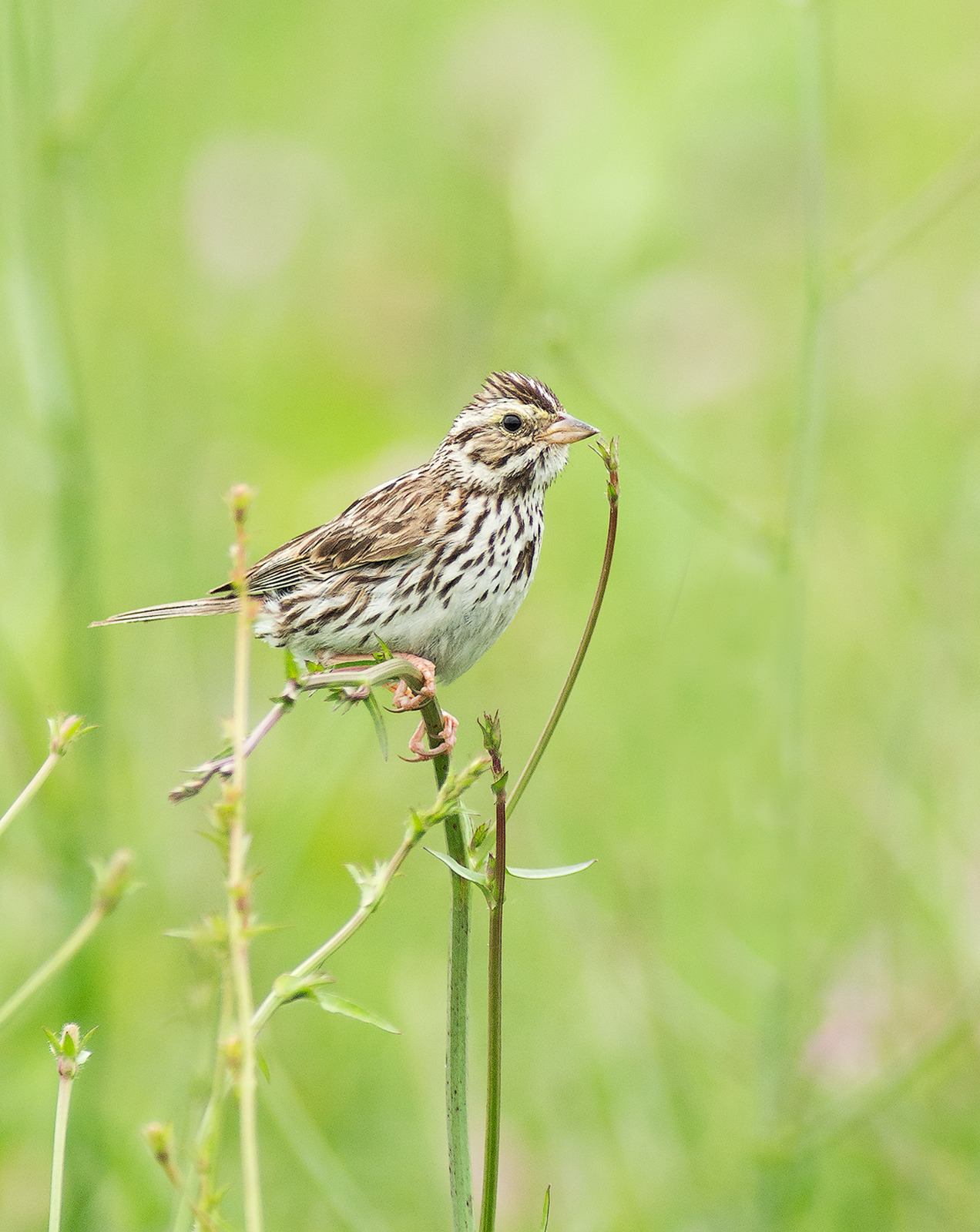 Savannah Sparrow
