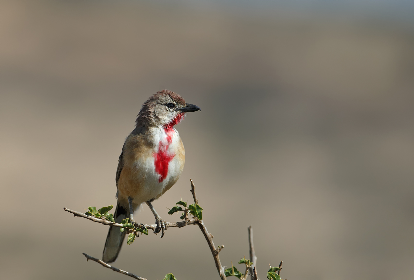Rosy Patched Shrike