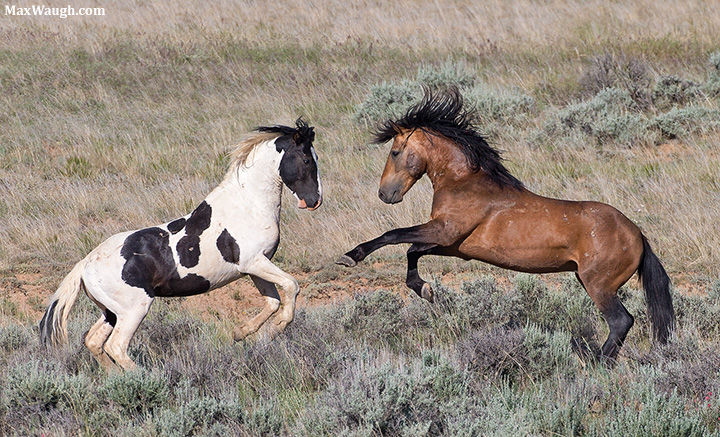 Wild Horses