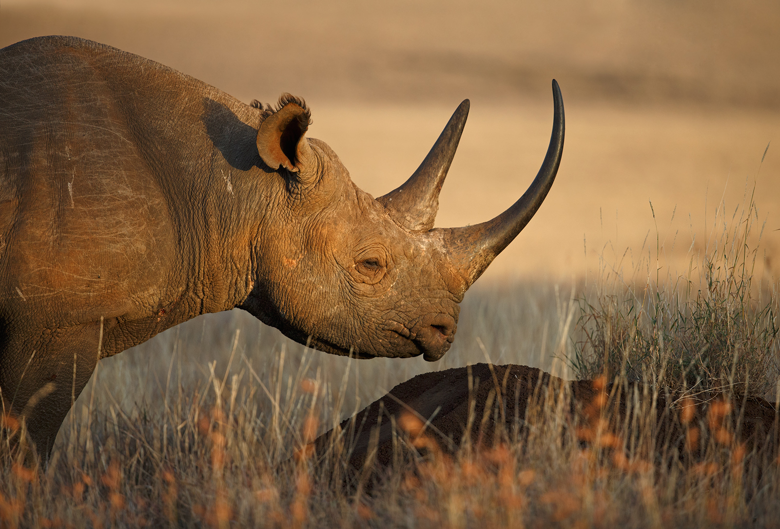 Black Rhino