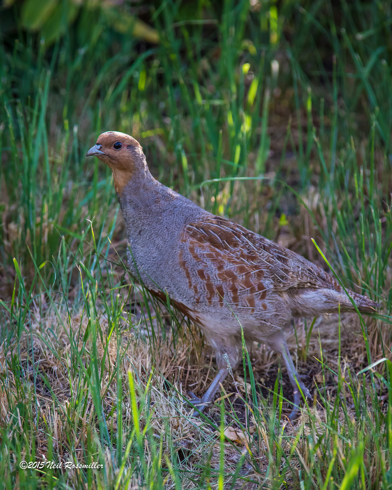 Gray Partridge