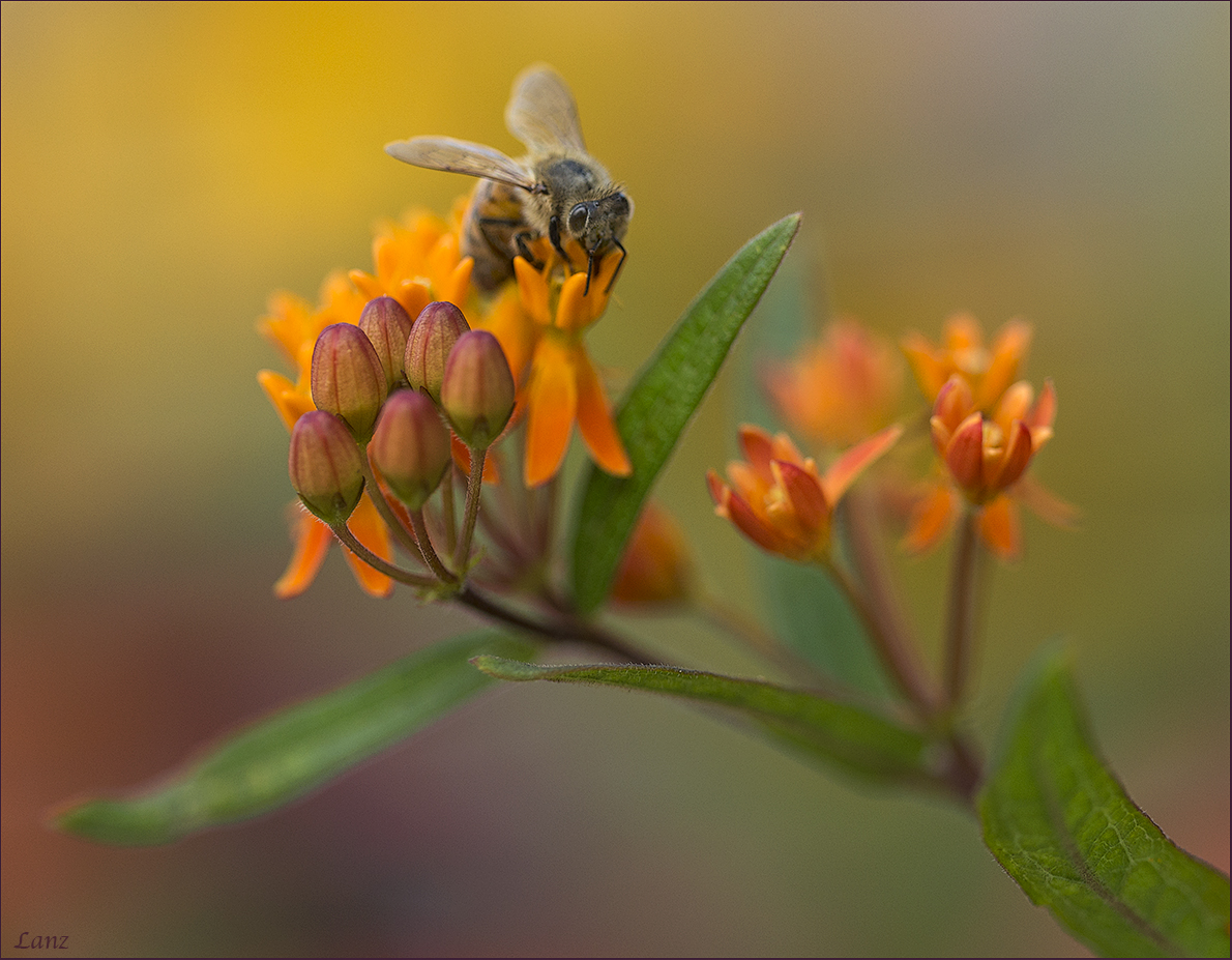Bee on Milkweed CU
