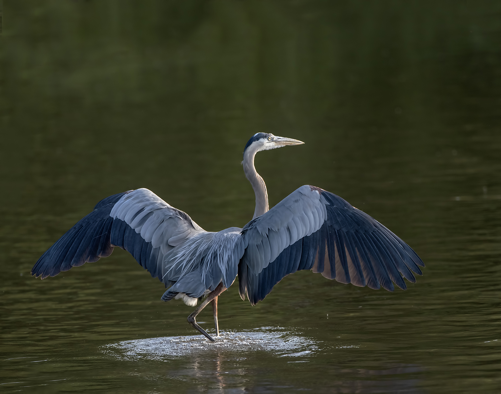 Great Blue Heron
