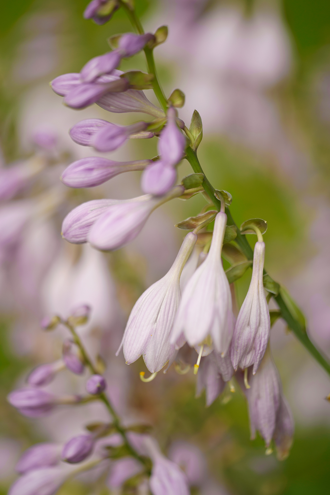 Hosta bloom series#1