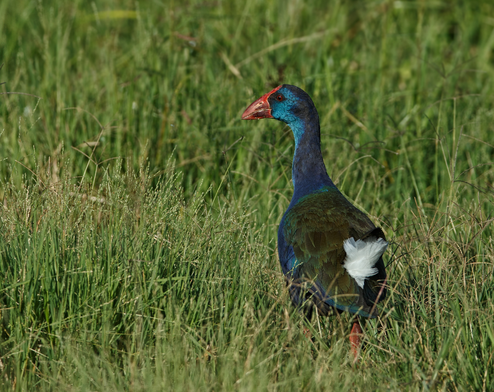 Purple Gallinule