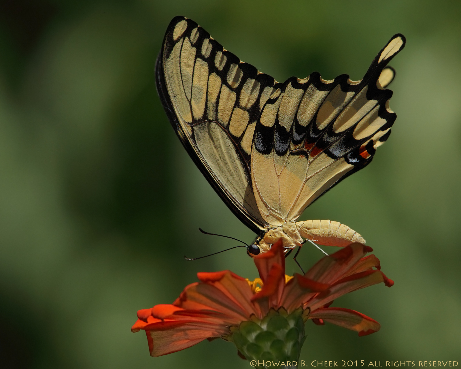 'Petal Peeper'