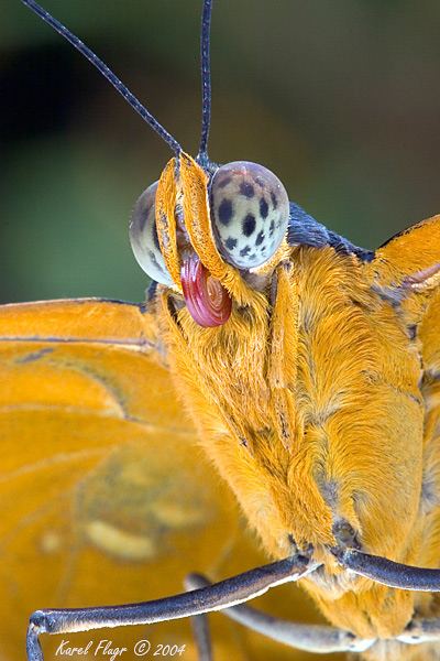 Butterfly a little bit different.
