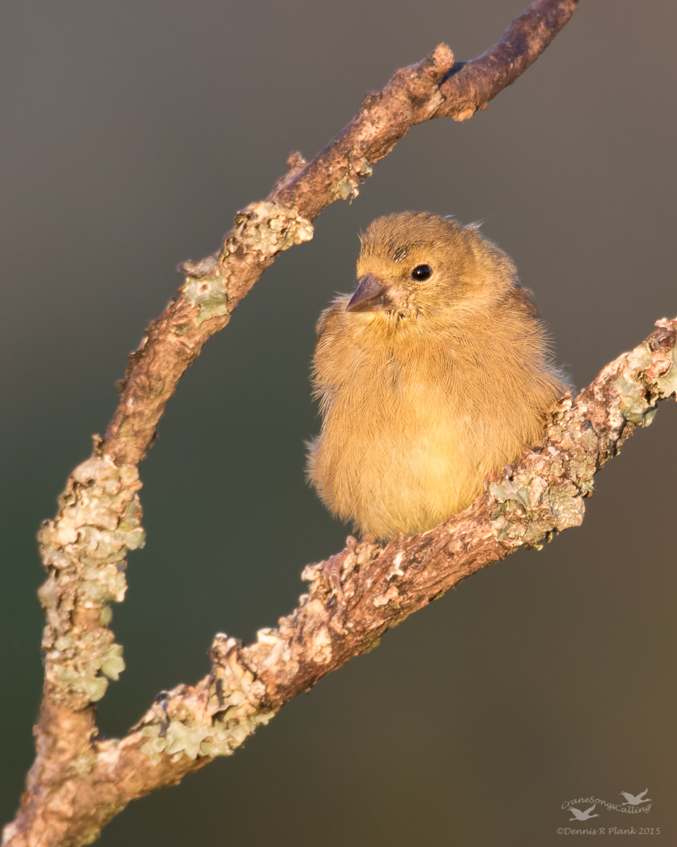 American Goldfinch
