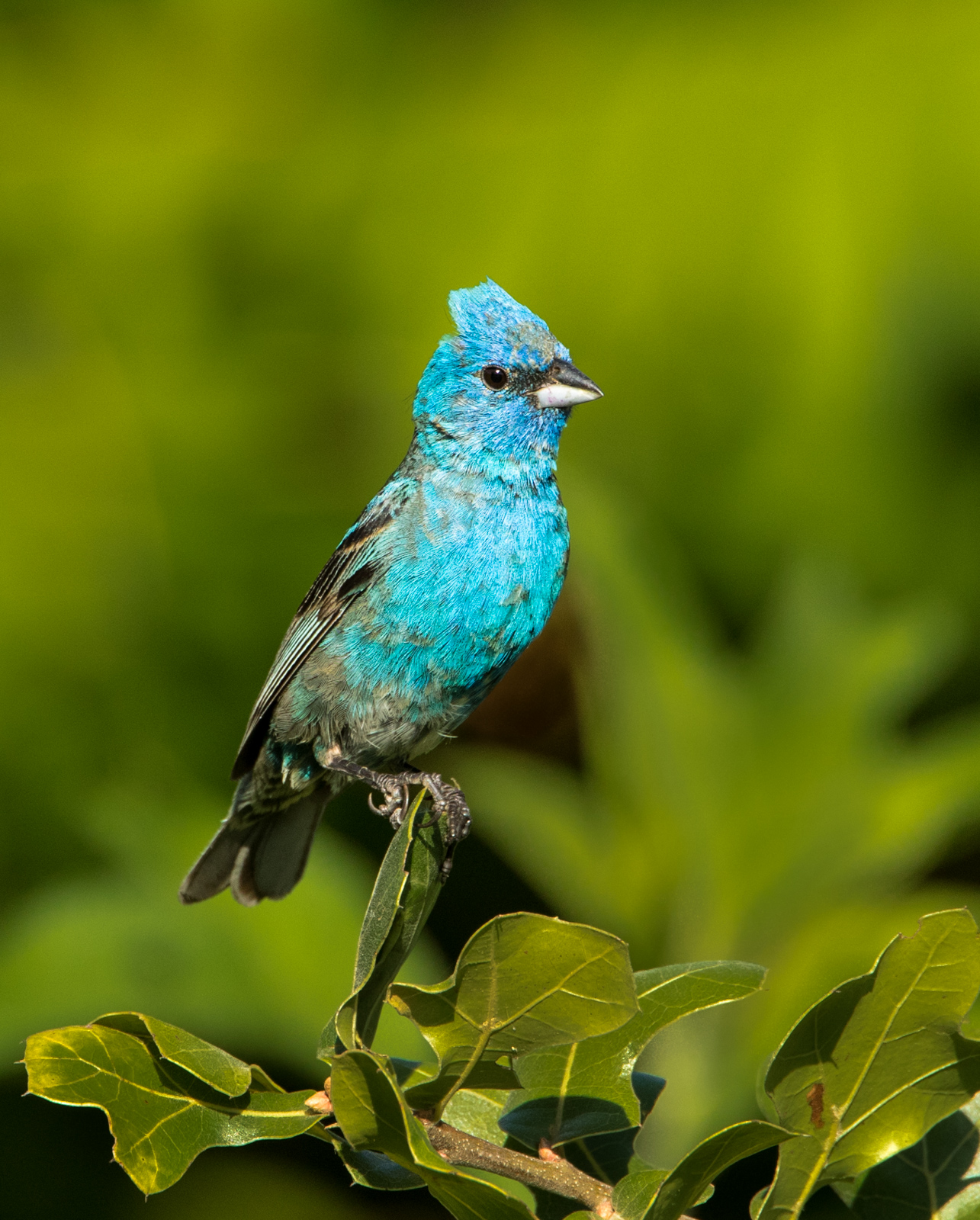 Indigo Bunting II