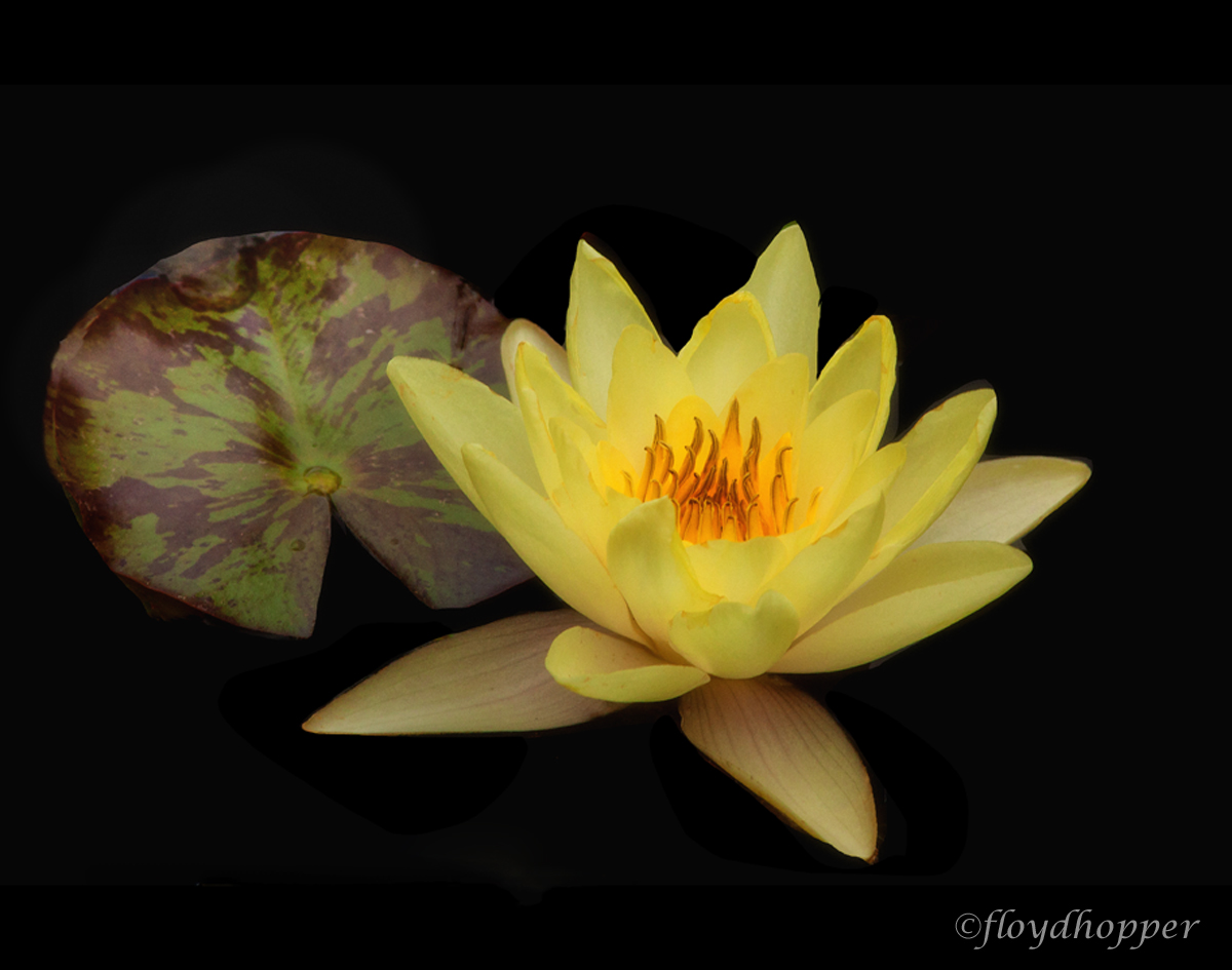 Water Lily and Pad