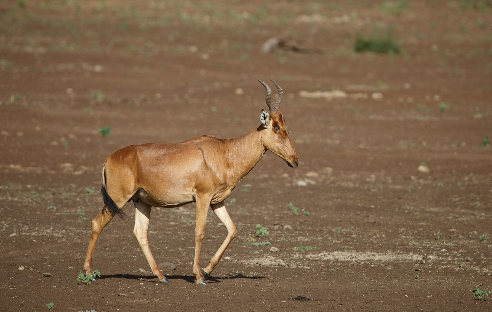 Lelwels Hartebeest