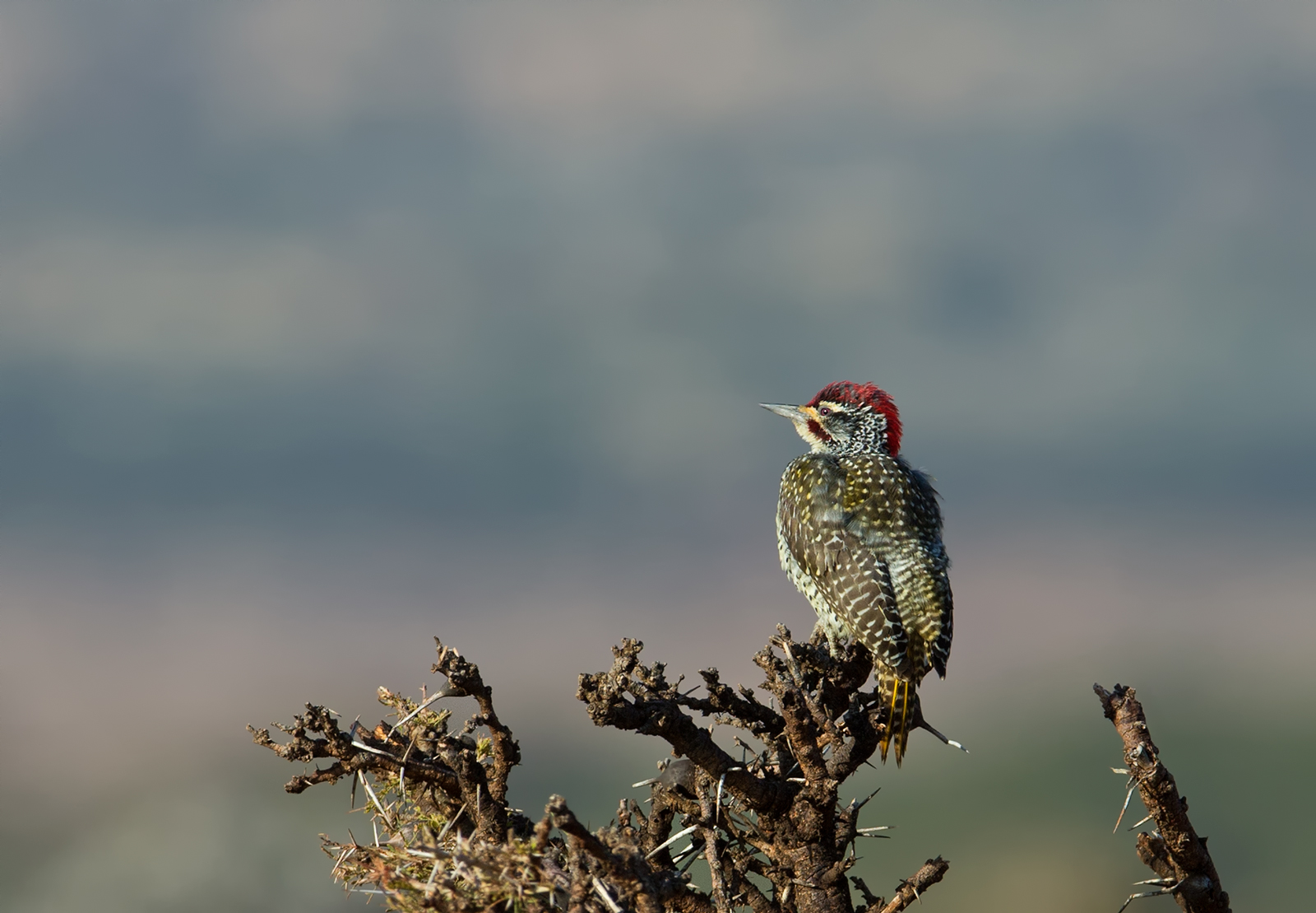 Nubian Woodpecker