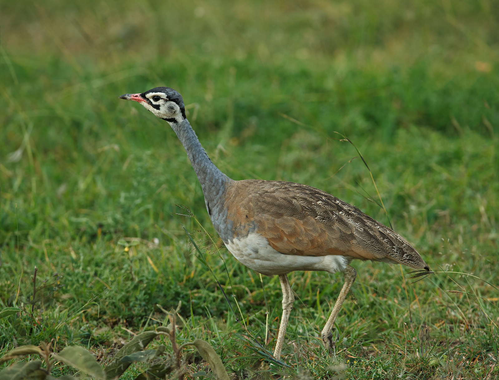 Northern White Bellied B