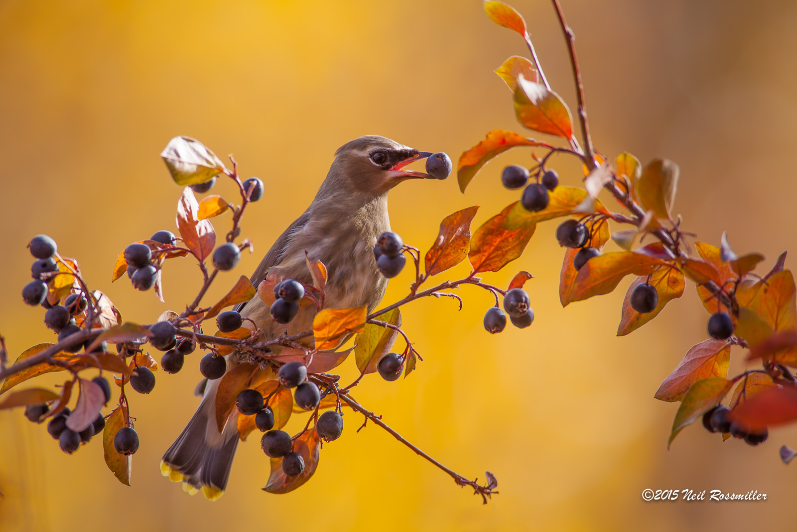 Cedar Waxwing