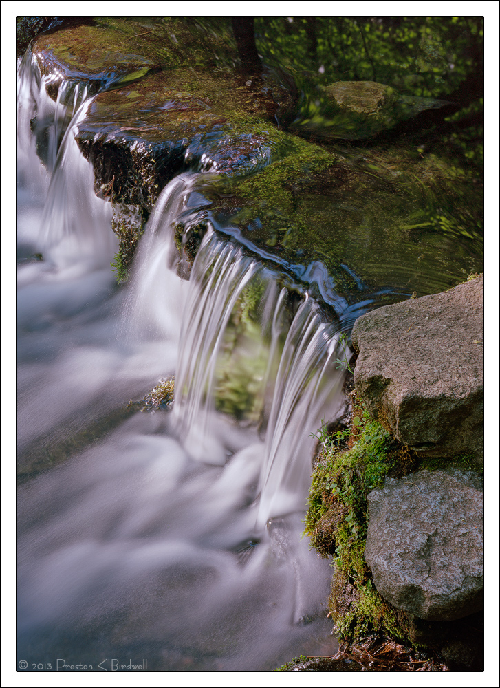 Fern Spring