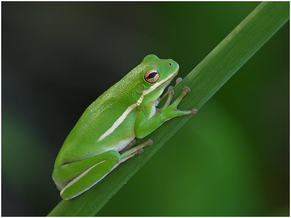 Green Tree Frog