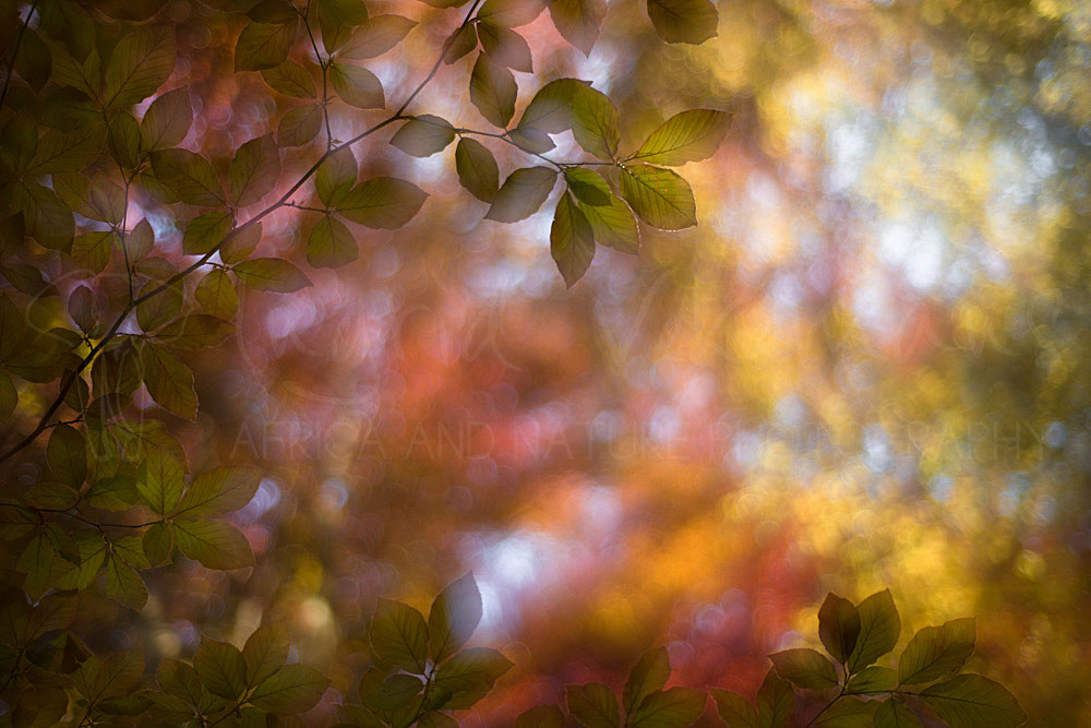 Passion For Colour