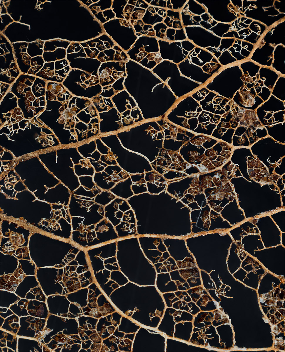 Rotten leaf