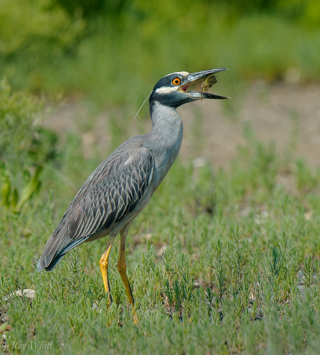 YC Night Heron