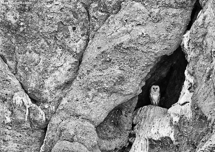 Barn Owl