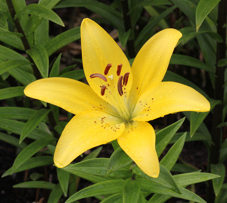 Yellow Lily