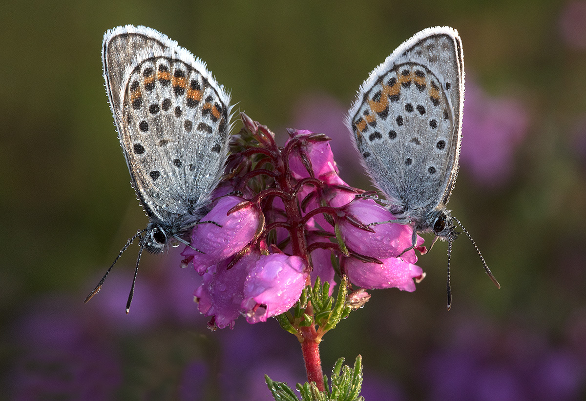 SILVER STUDDED BLUES