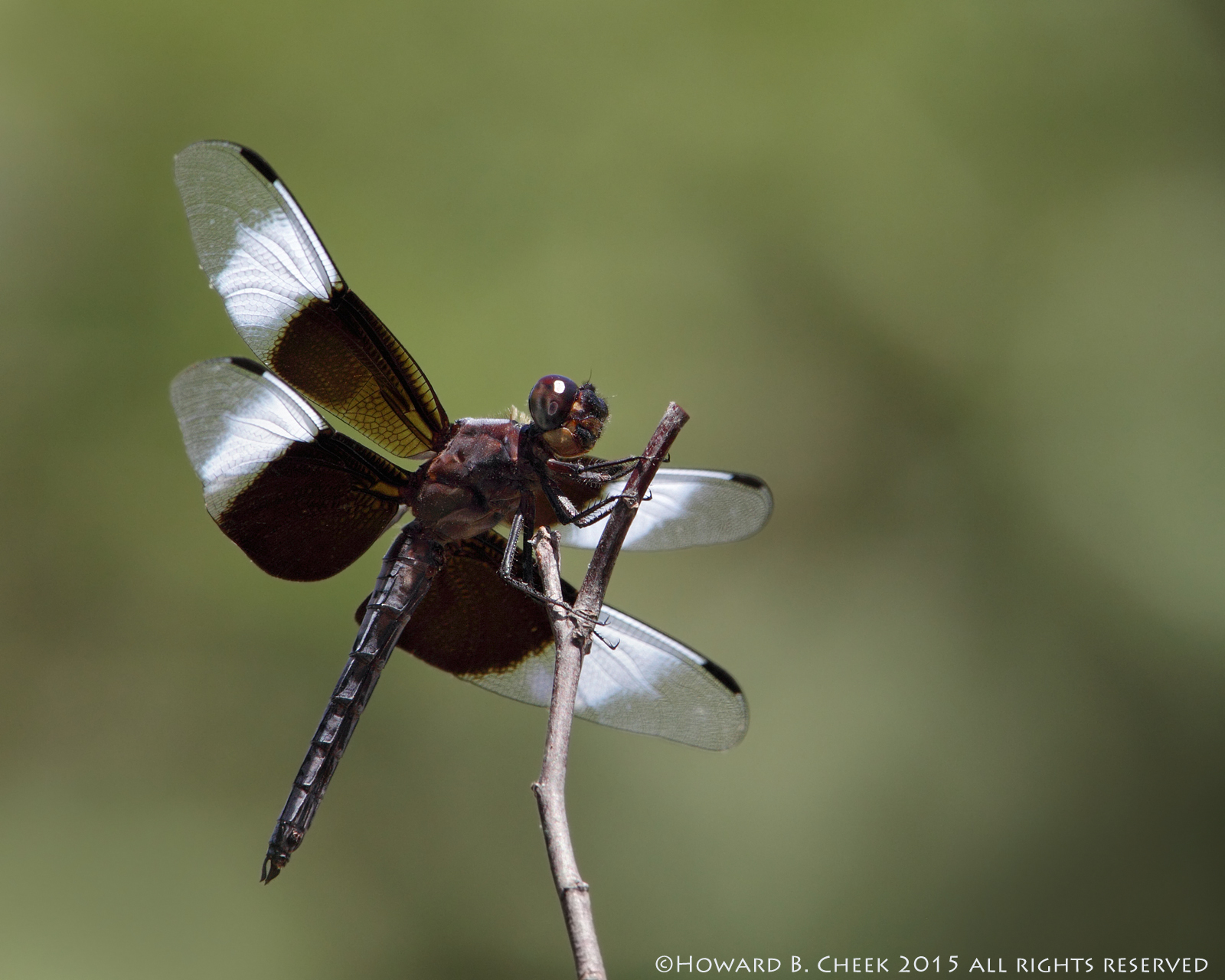 Widow Skimmer