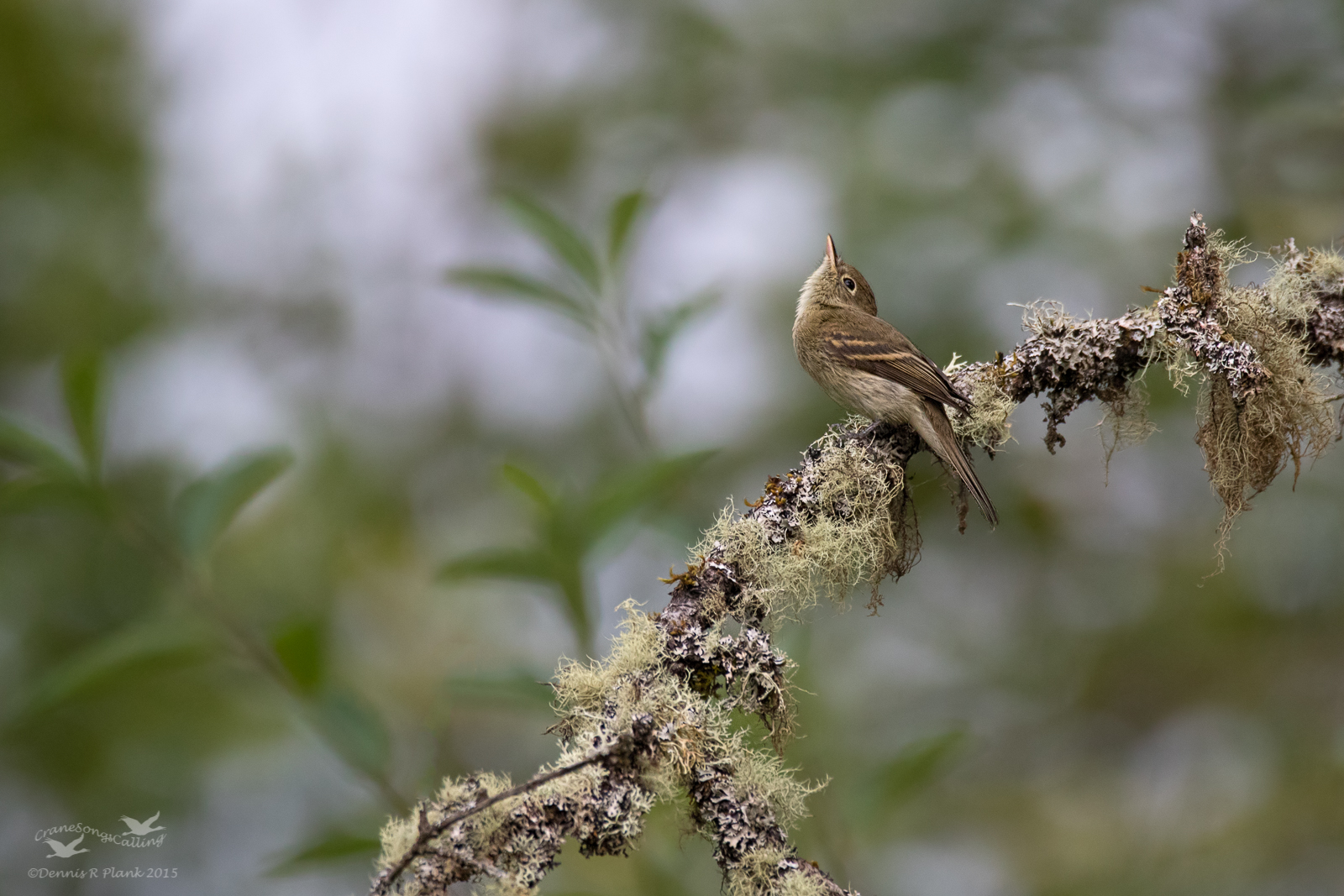 Pacific-slope Flycatcher&Repost