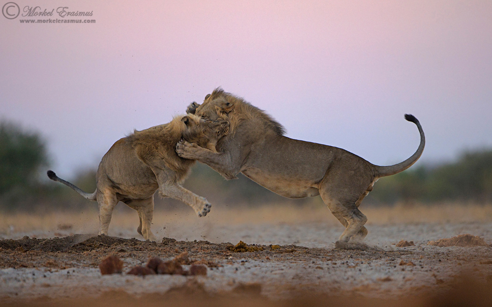 Twilight Tussle