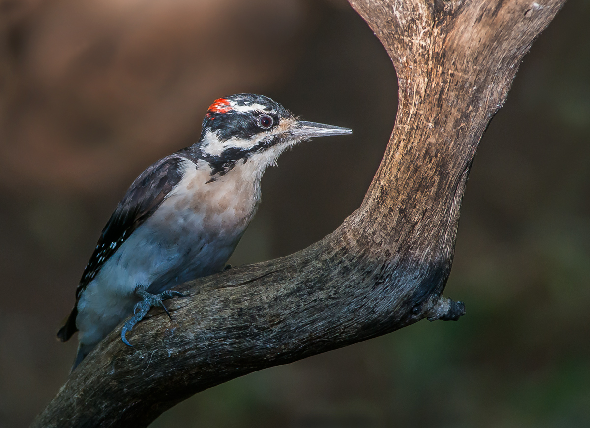 Hairy Woodpecker